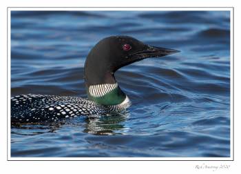 common loon 7e.jpg